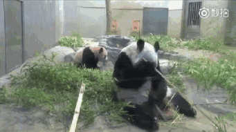 熊猫吃人视频,熊猫误食人类事件揭秘