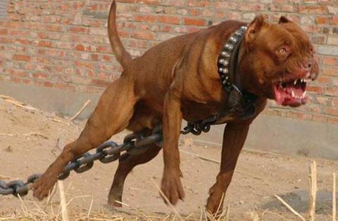 格力犬和藏獒打架视频,一场力量与勇气的较量
