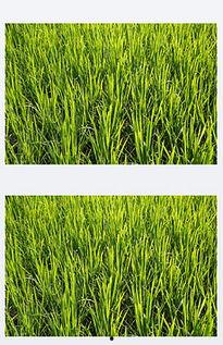 卷稻苗视频,卷稻苗视频深度解析