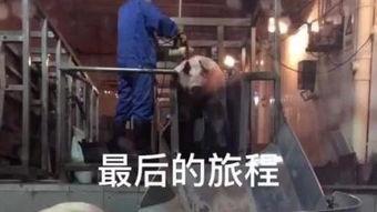 自动化屠宰场杀猪视频,自动化屠宰场高效杀猪流程揭秘